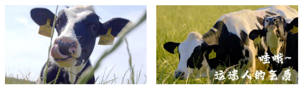 花花牛丨每天一杯奶，幸福健康喝出來(lái)?。。? style=