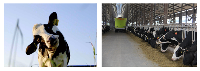 花花牛丨每天一杯奶，幸福健康喝出來(lái)！??！