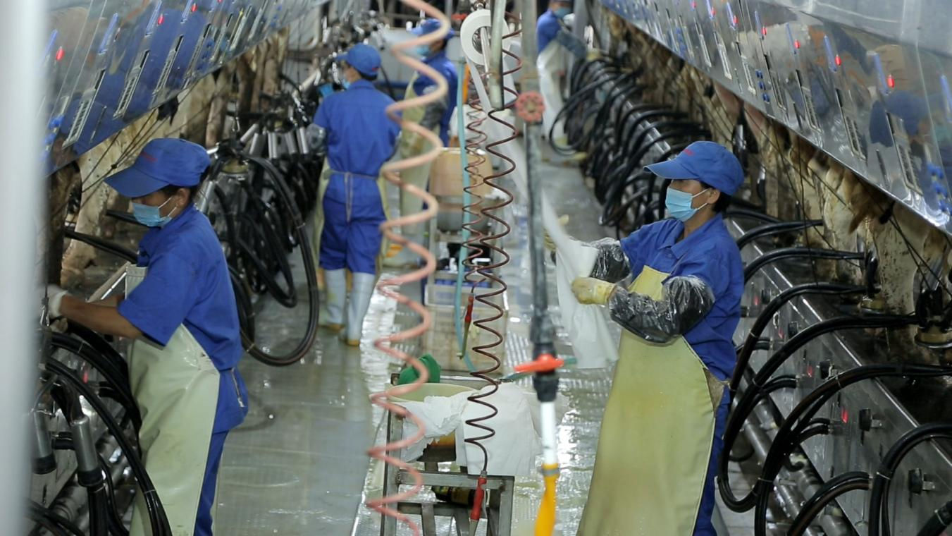 花花牛丨河南農(nóng)業(yè)大學(xué)黨委副書記、校長介曉磊一行蒞臨花花牛河南瑞亞參觀調(diào)研