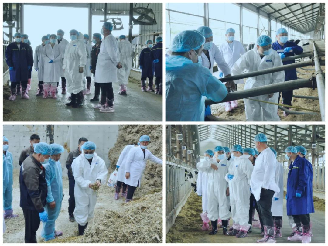 花花牛丨國家奶牛產(chǎn)業(yè)技術(shù)體系首席科學(xué)家、中國農(nóng)業(yè)大學(xué)教授李勝利一行蒞臨花花牛魯山瑞亞參觀調(diào)研