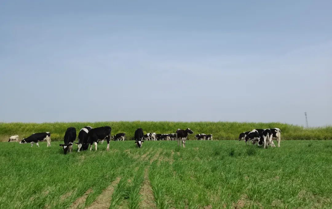 繼往開來 · 再創(chuàng)輝煌 | 花花牛乳業(yè)集團召開9月營銷、養(yǎng)殖及飼料月度經(jīng)營工作會議