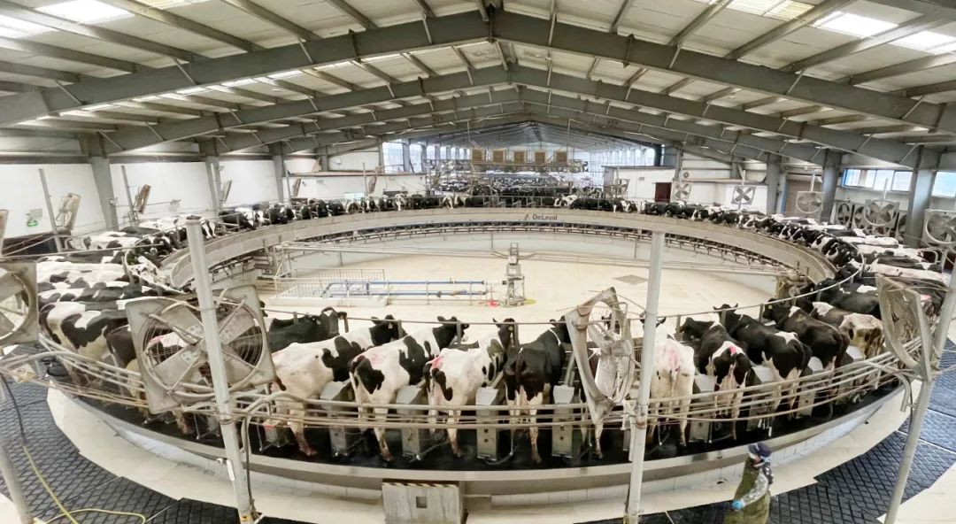 凝心聚力·贏創(chuàng)未來(lái) | 花花牛乳業(yè)集團(tuán)召開營(yíng)銷、養(yǎng)殖及飼料經(jīng)營(yíng)工作會(huì)議