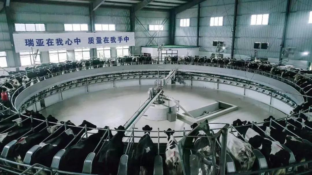 快訊 | 駐馬店市委副書記、市長李躍勇一行蒞臨花花牛乳業(yè)集團(tuán)平輿瑞亞牧場調(diào)研