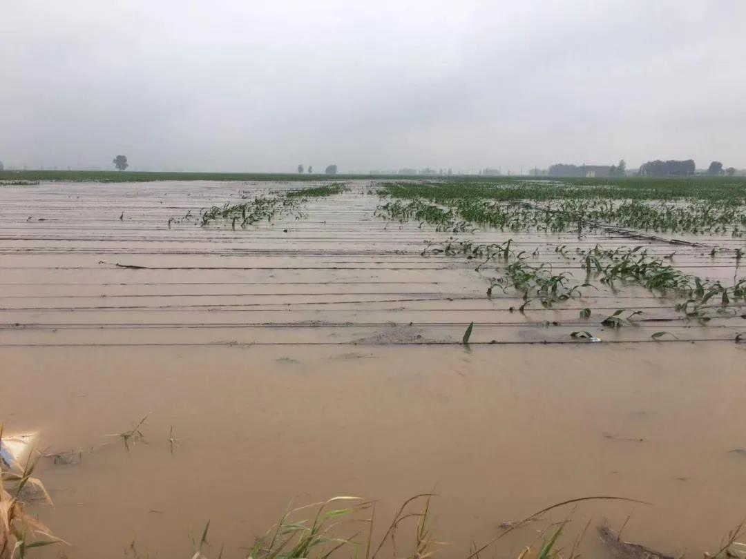 【乳報·聚焦】“豫”難而上的中原牛人“太中了”！