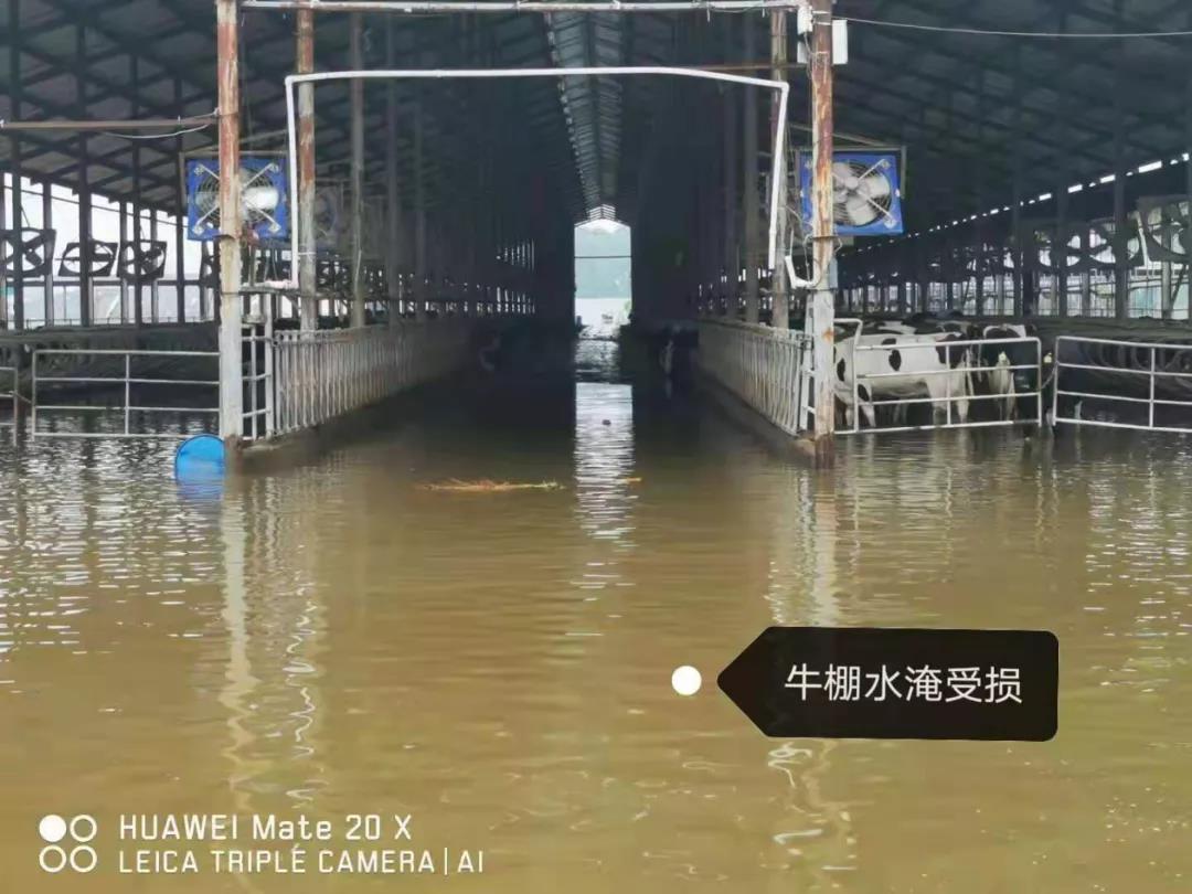 【乳報·聚焦】“豫”難而上的中原牛人“太中了”！